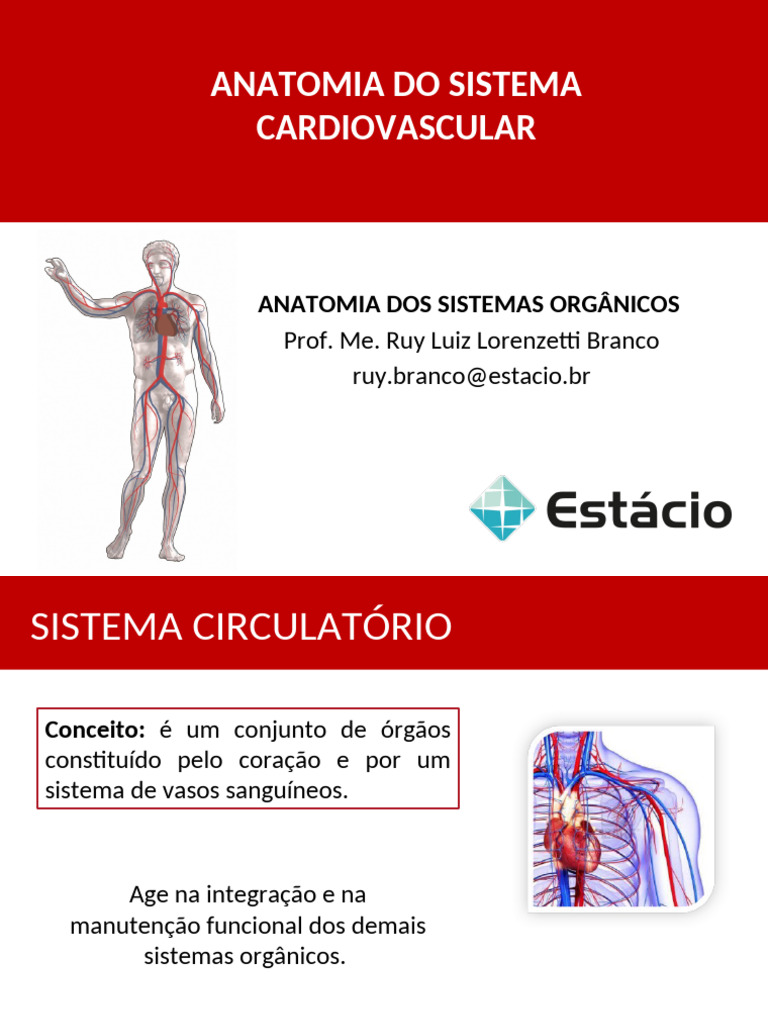 Anatomia do Sistema Cardiovascular | PDF | Coração | Sistema circulatório