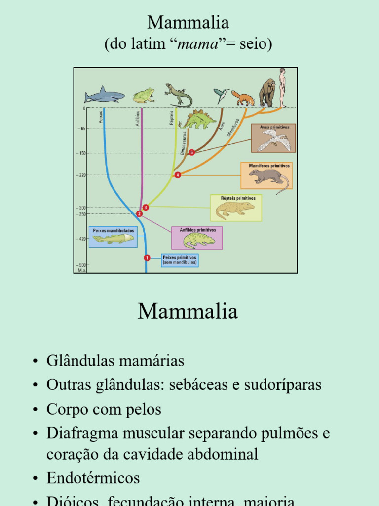 Classificação das Classes de Mamíferos | PDF
