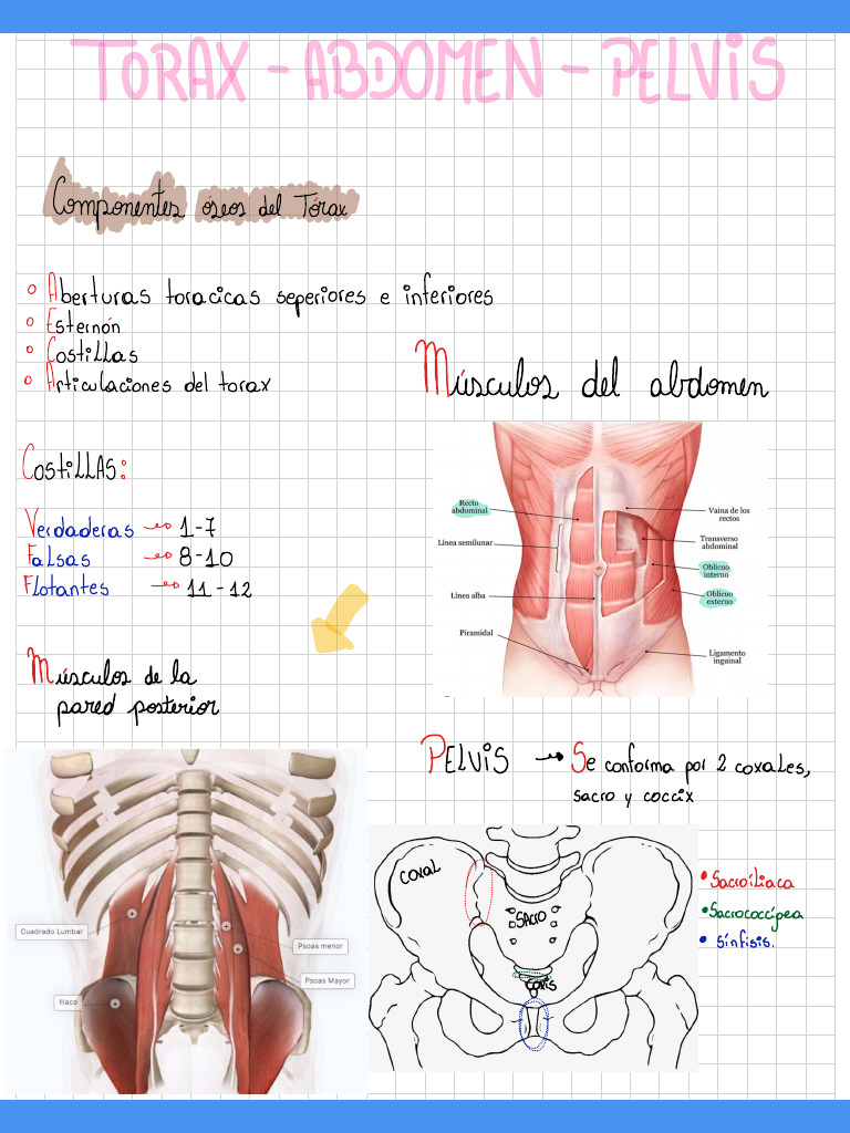 Tórax, Abdomen y Pelvis | PDF