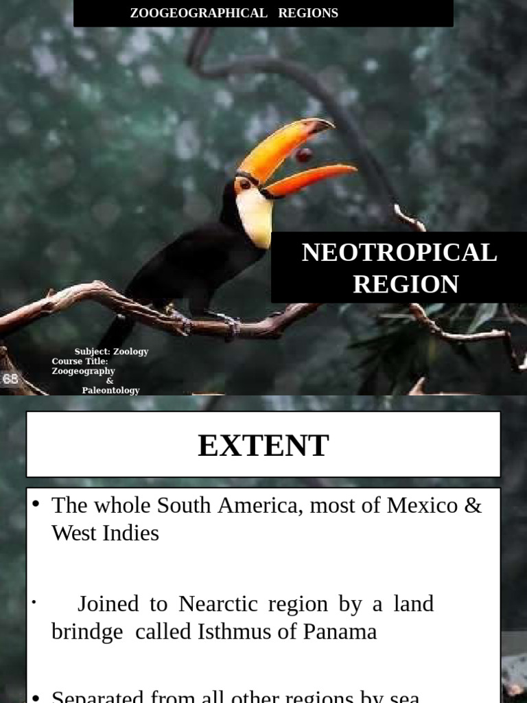 Neotropical Region Zoogeography Insights | PDF | Reptile | Mammals