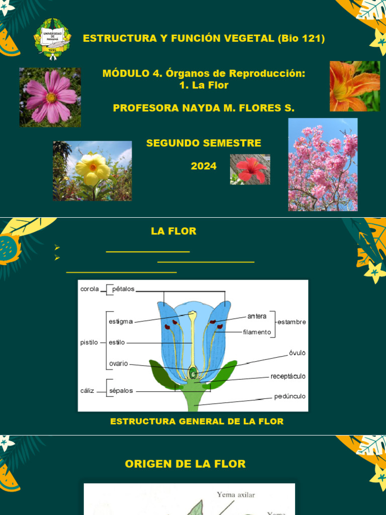 Estructura y Función de la Flor | PDF | Flores | Ramas de la botánica
