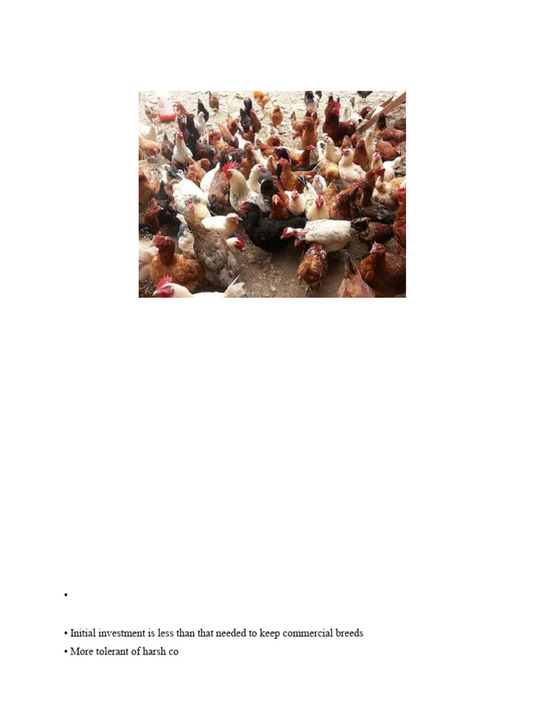 Road Runner Chicken Farming Guide | PDF | Chicken | Egg