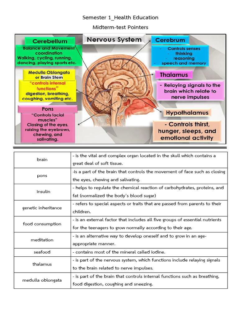 Term 1 - HE Pointers For Midterm Test | PDF | Endocrine System | Glands
