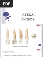 Permanent Maxillary Lateral Incisor Guide | PDF | Dentistry | Dental ...