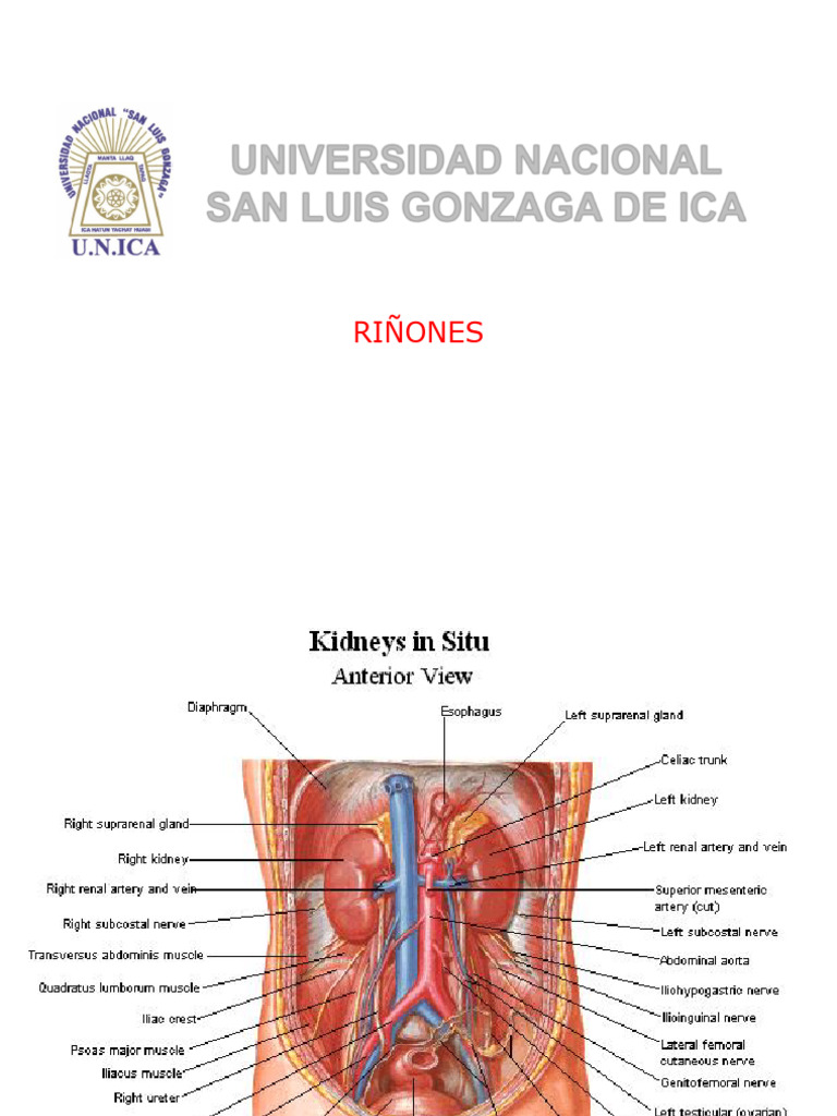Cortes Ecográficos del Riñón | PDF | Riñón | Términos anatómicos de ...