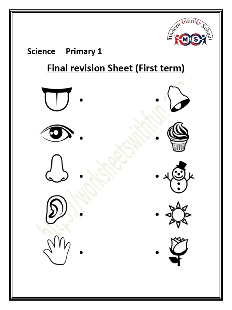 Primary 1 Science Revision Sheet | PDF