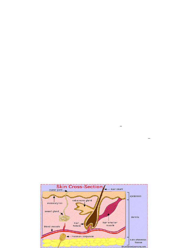 dermatology-pdf-perspiration-epidermis
