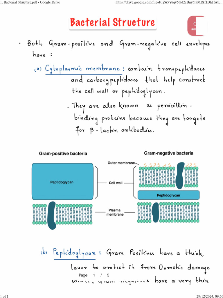 Bacteria Structure MN | PDF