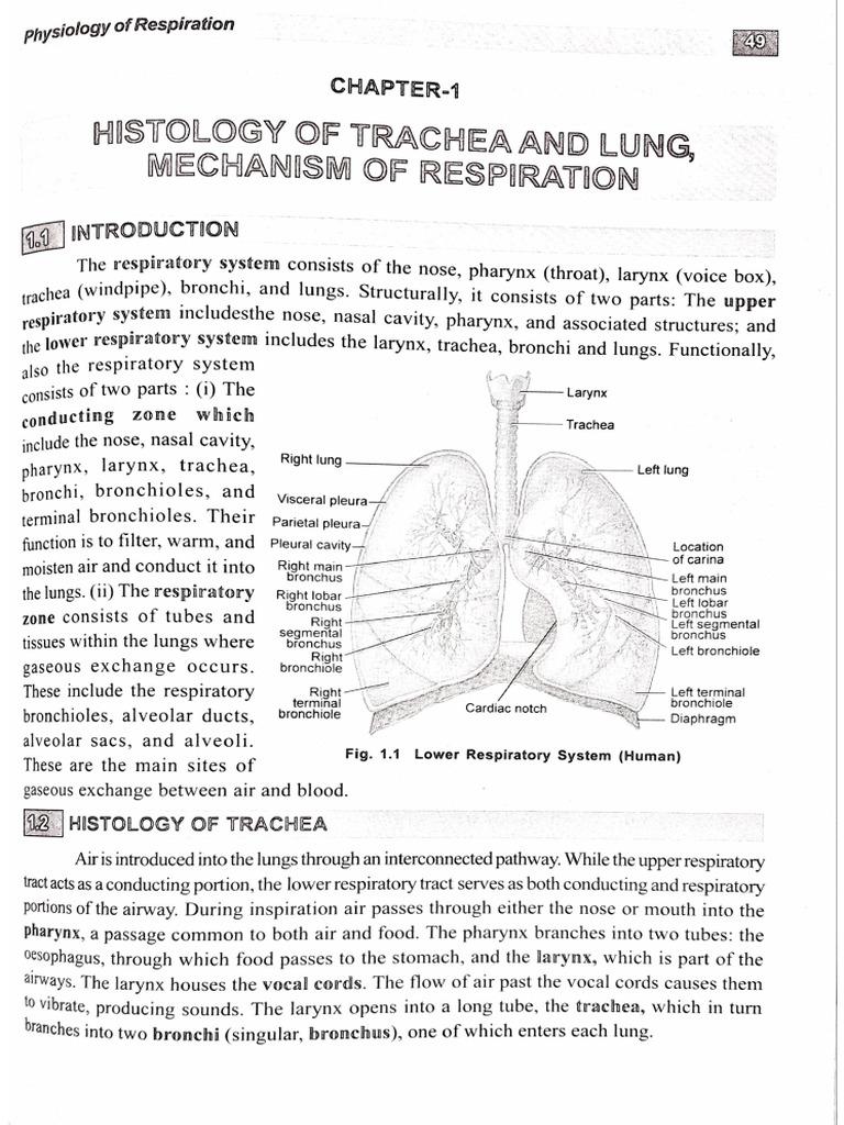 Note On Mechanism of Respiration | PDF