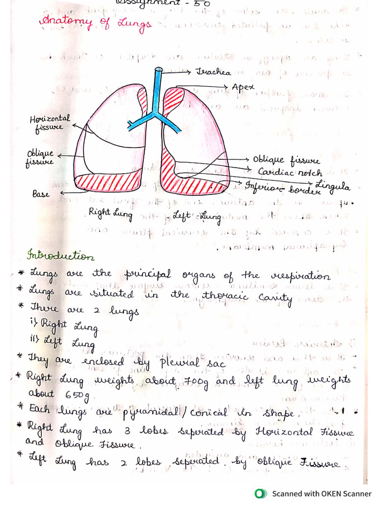 Lungs | PDF