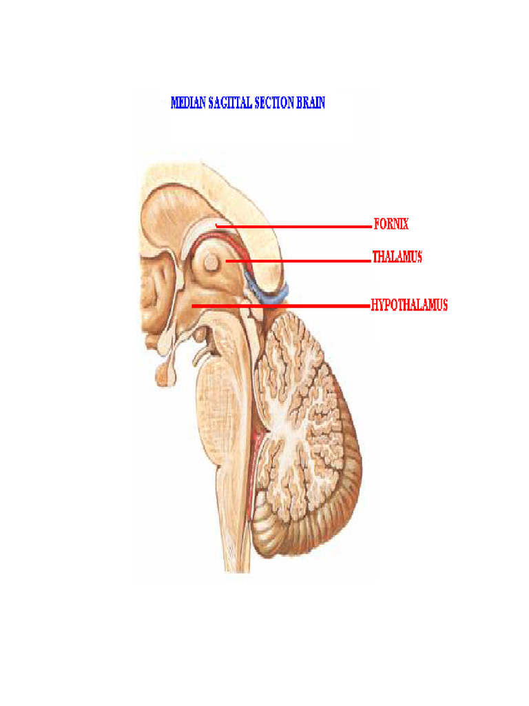 Thalamus | PDF