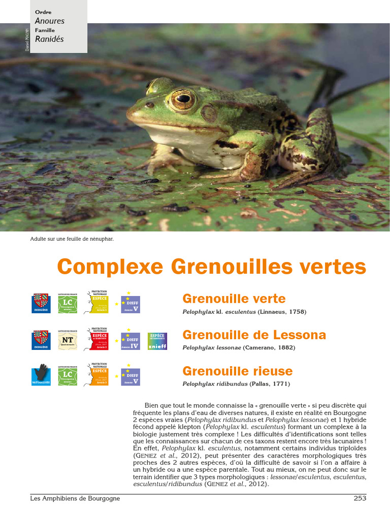 Palet 40 mm pour jeu de la grenouille - Palet grenouille pro