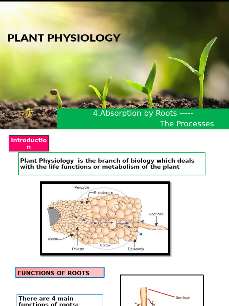 Mechanisms of Water Absorption in Roots | PDF | Osmosis | Root