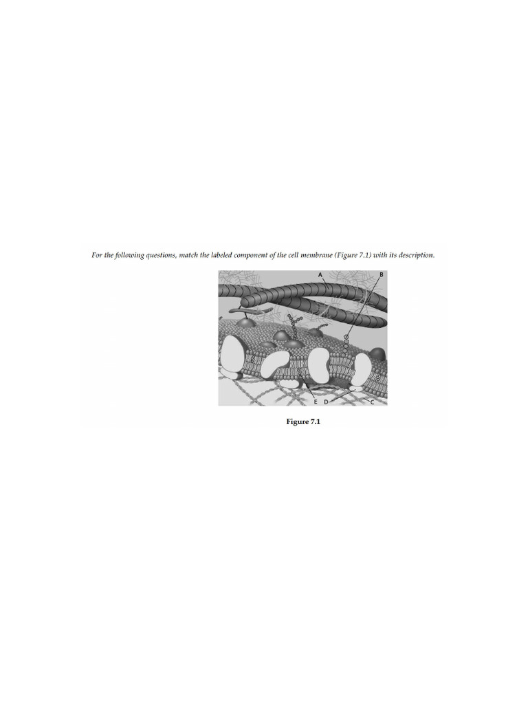 Cell Membrane Structure and Function Quiz | PDF | Cell Membrane | Lipid ...