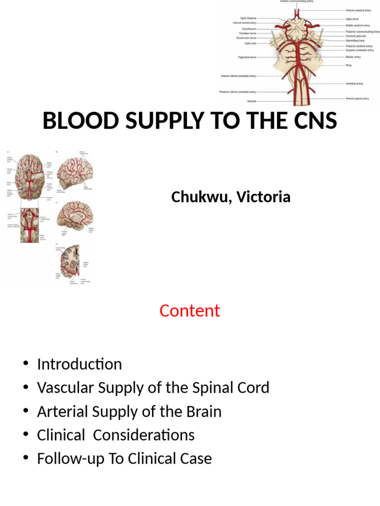 CNS Blood Supply Overview | PDF | Spinal Cord | Stroke