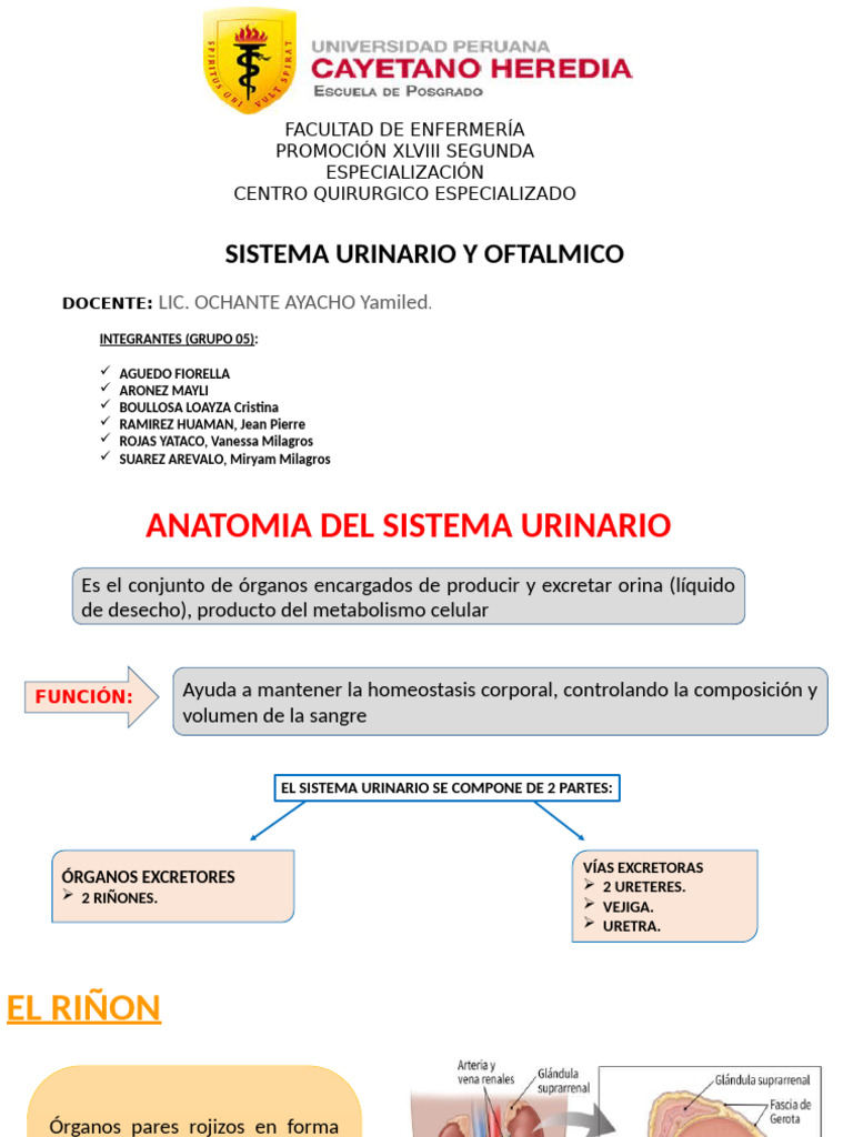 Anatomía y Funciones del Sistema Urinario | PDF | Ojo humano | Riñón