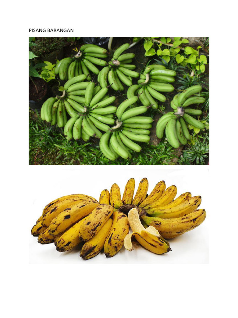 Pisang Barangan | PDF