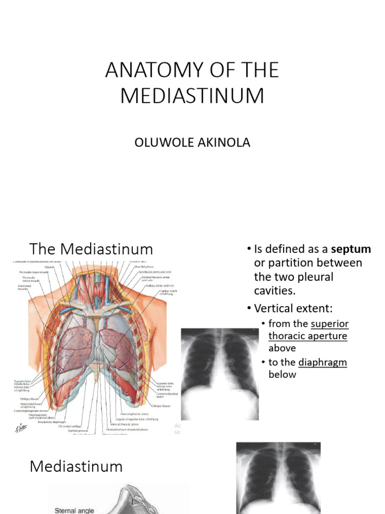 Mediastinum Anatomy and Functions | PDF | Aorta | Vein