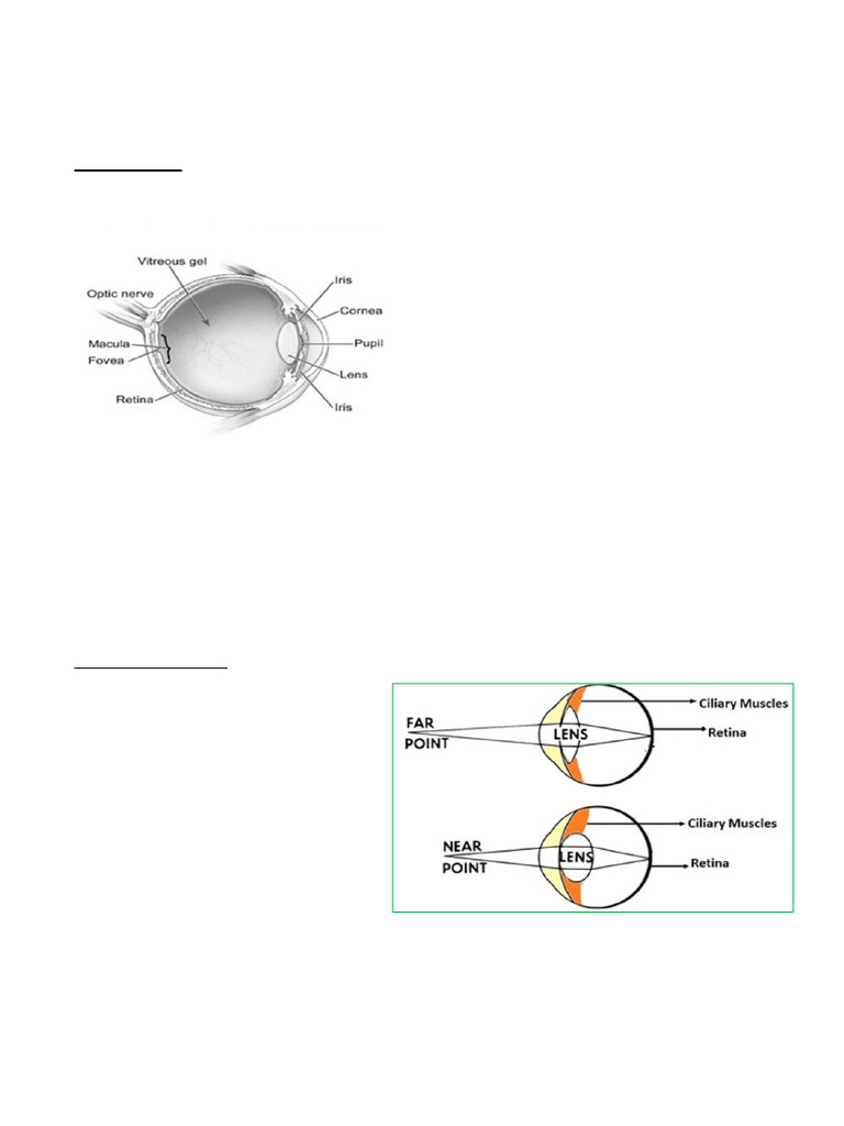 NCERT EXEMPLAR CLASS 10 PHYSICS HUMAN EYE SOLUTIONS visual data 7