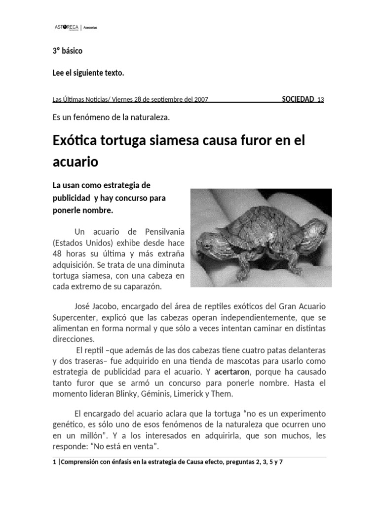 3° Exhibición de exótica tortuga_causa y efecto | PDF | Tortuga