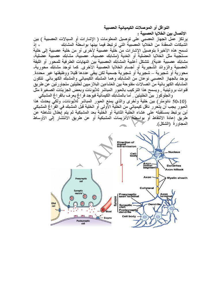 Neurotransmitters Acetylecholine, Cathecolamines, Indolamines | PDF