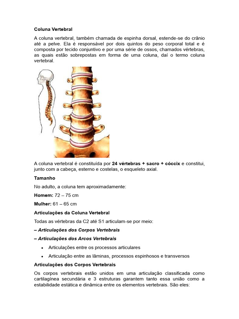 Estrutura e Função da Coluna Vertebral | PDF | Coluna vertebral | Pélvis