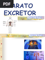 Maniobra de Crede | PDF | Urología | Sistema genitourinario