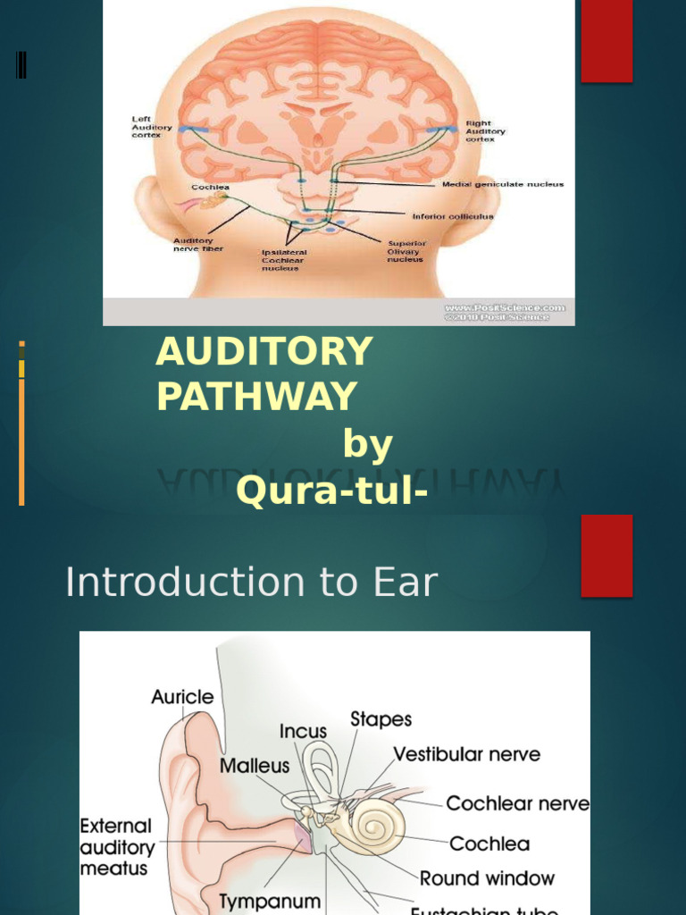 Auditorypathway | PDF | Auditory System | Audiology