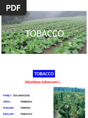 tobacco use by country Mapped: Europe's Tobacco Use By Country