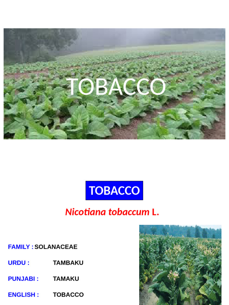 tobacco cultivation pdf Farming Tobacco Cultivation Complete Guide: Fertilizer,