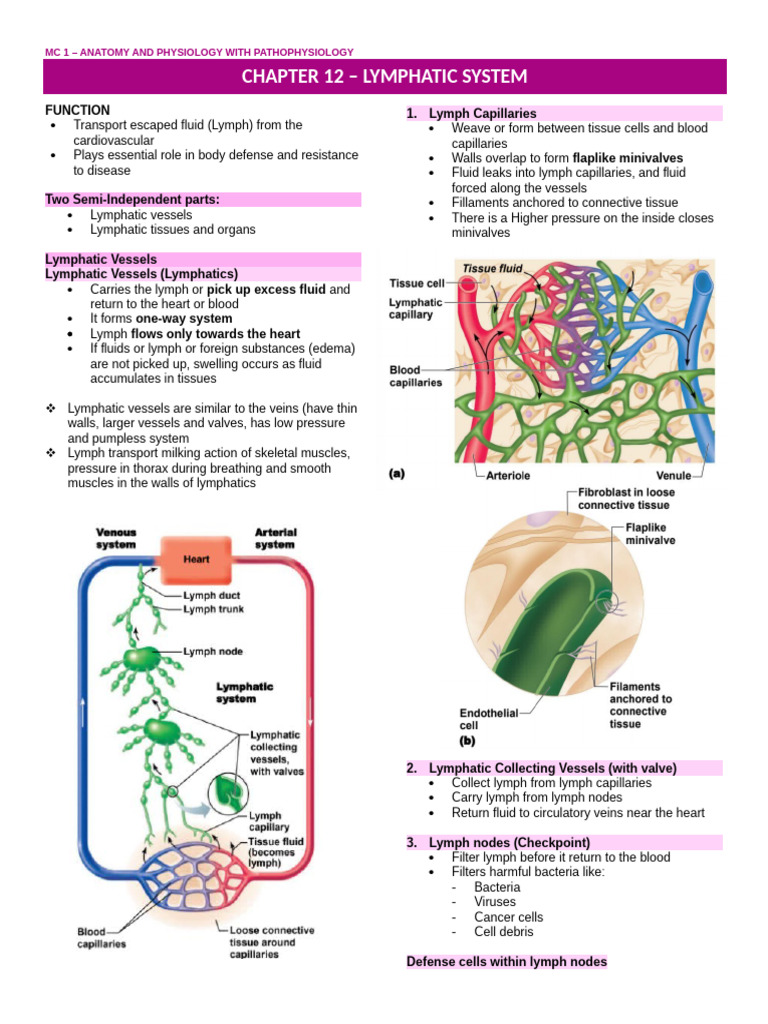 ANAPHY TRANSES | PDF | Lymphatic System | Lymph