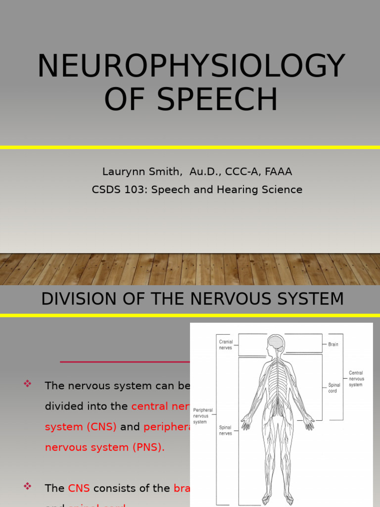 Fall 2021 4 Neurophysiology of Speech | PDF | Central Nervous System ...