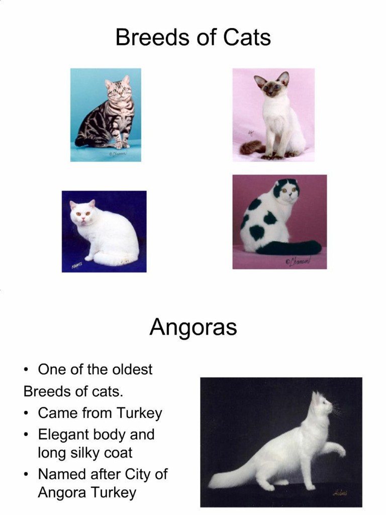 PDF OF CAT visual data 2