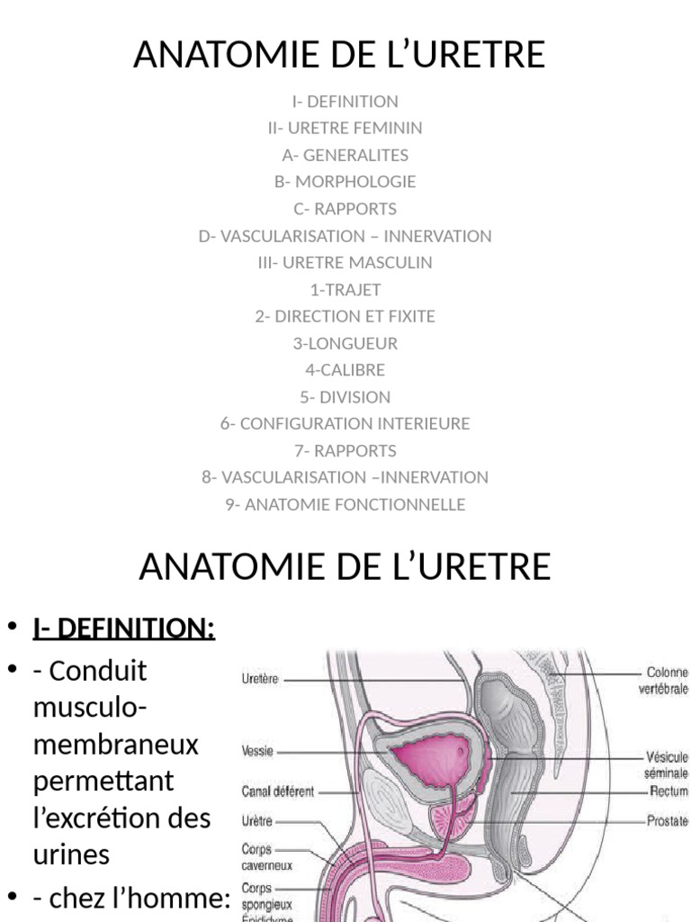Anatomie de l'Uretre Féminin et Masculin | PDF | Prostate | Système ...