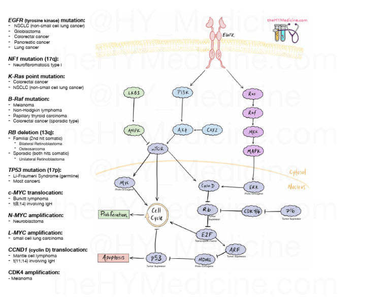 Mutation:: (Tyrosine Kinase) | PDF