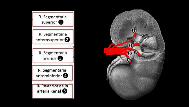 Arterias Segmentarias Del Riñón | PDF