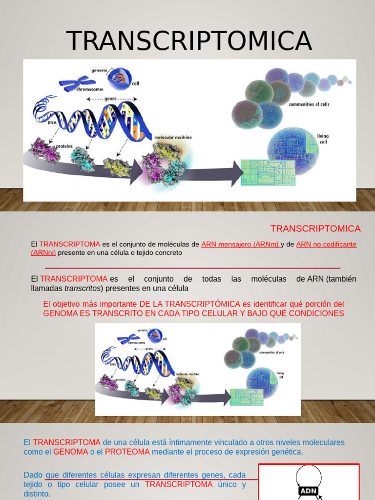 Unidad 1 Transcriptomica | PDF | Transcriptoma | La expresion genica