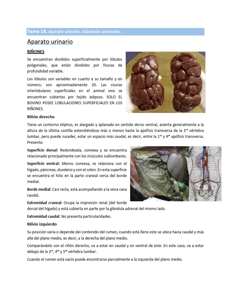Tema 18 | PDF | Riñón | Hígado