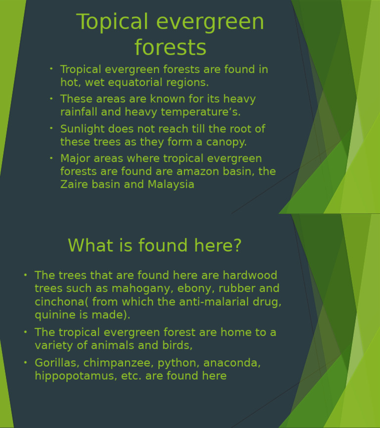 Tropical Evergreen Forests Overview Pdf