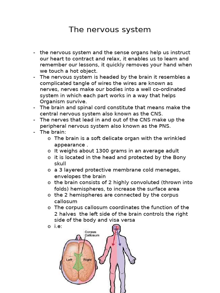The Nervous System - Biology Notes | PDF | Central Nervous System ...