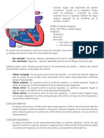 Anatomía del corazón y circulación sanguínea