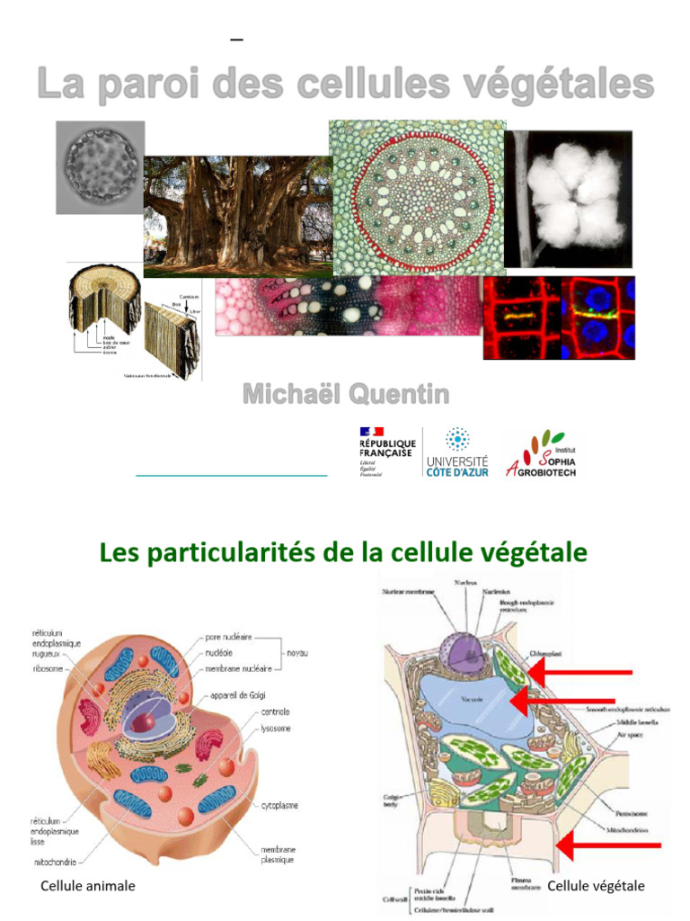 La Paroi Cellulaire Végétale : Structure et Rôle | PDF | Paroi ...
