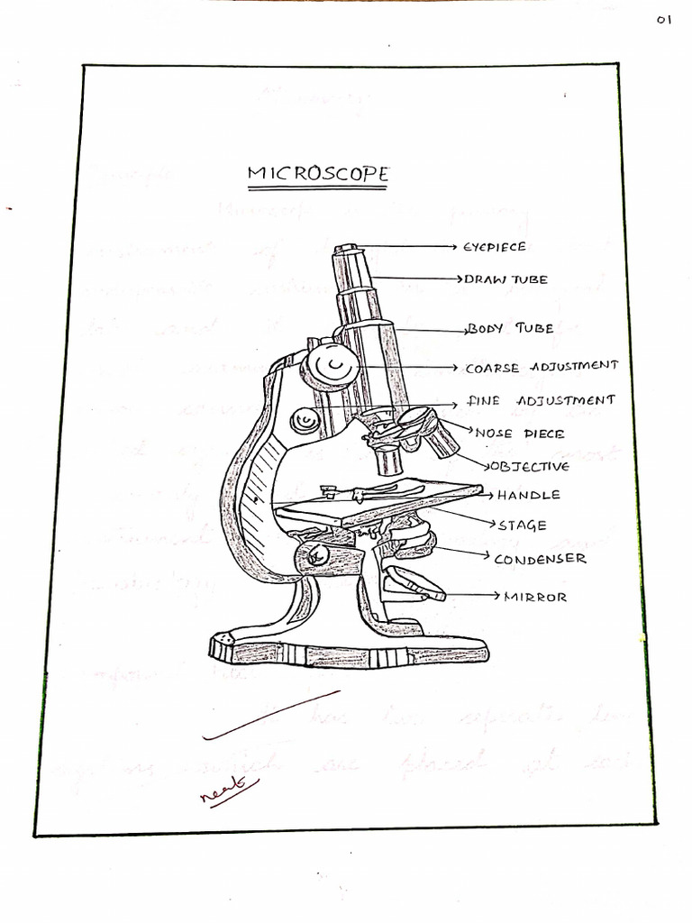 Physiology, Microscope | PDF