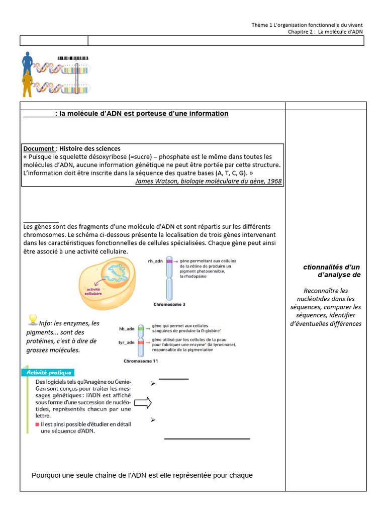 Variabilité génétique et Anagène | PDF | ADN | Gène