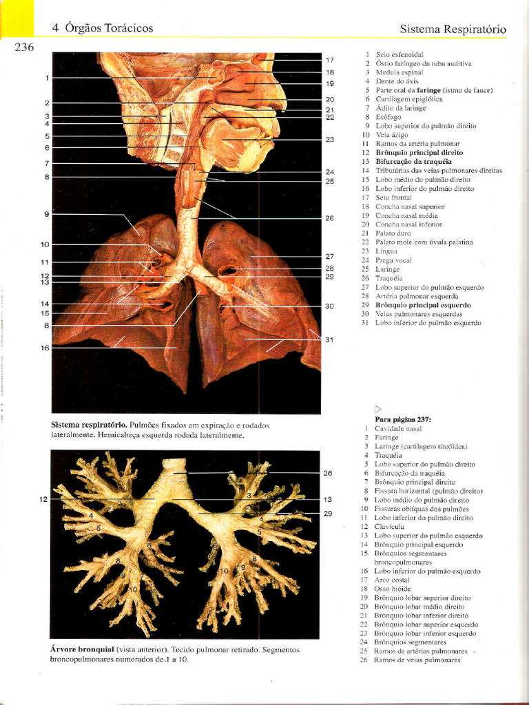 Atlas Fotográfico Yokochi 5ª Ed-245-250 | PDF