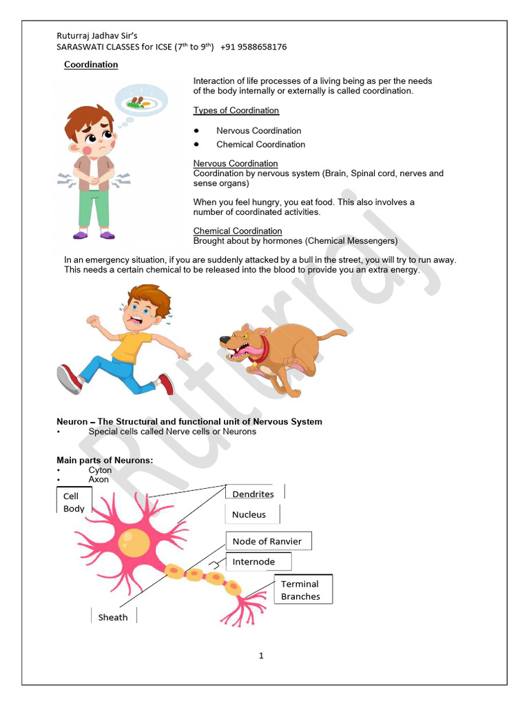 Class 7 Icse Bio CH 7 Nervous System | PDF | Central Nervous System ...