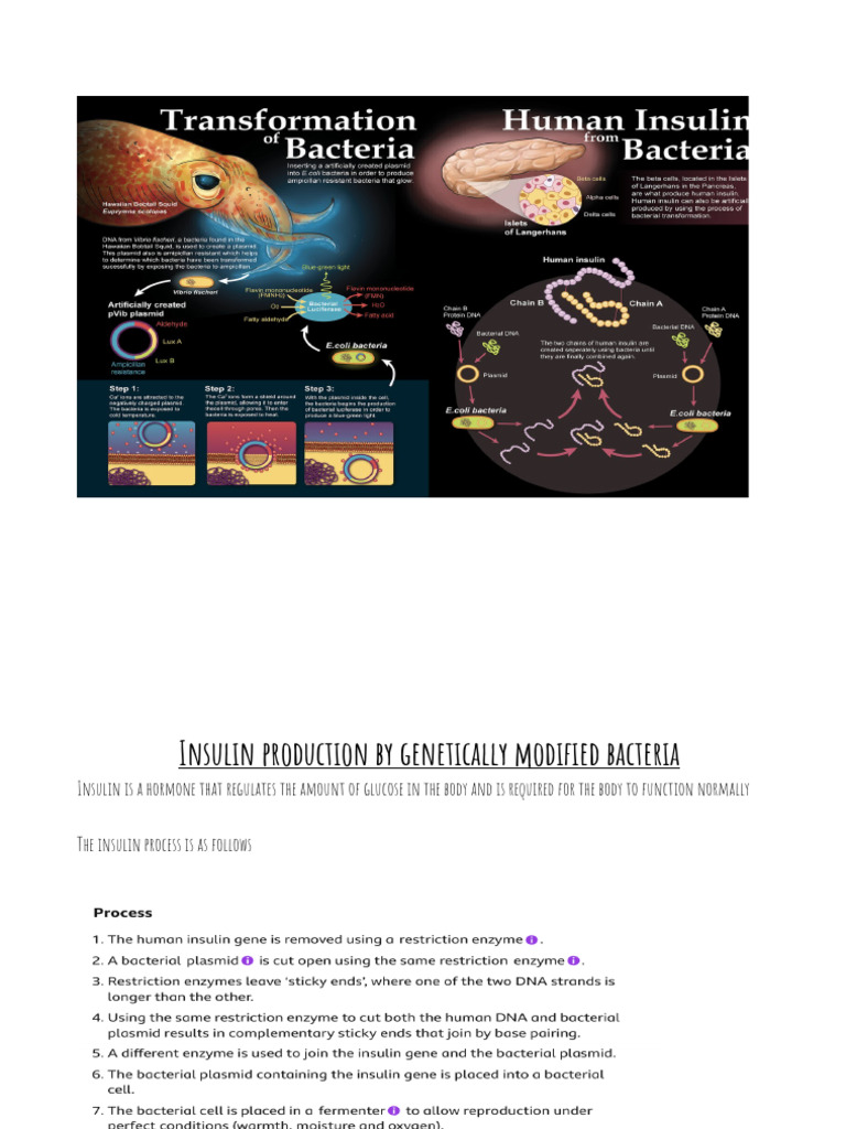 Genetically Modified Bacteria for Insulin Production | PDF