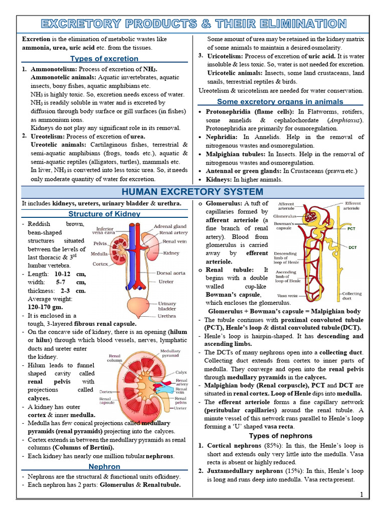 excretion notes (1) | PDF | Kidney | Urinary System