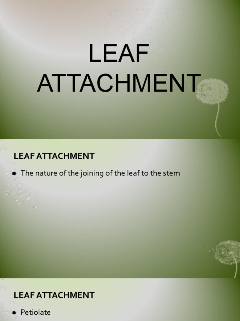 Leaf Attachment Types Explained | PDF