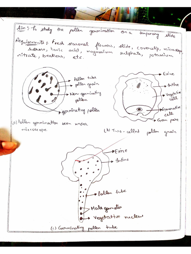 XLL Biology Practical File | PDF